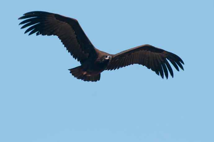 新拍座山雕☆☆