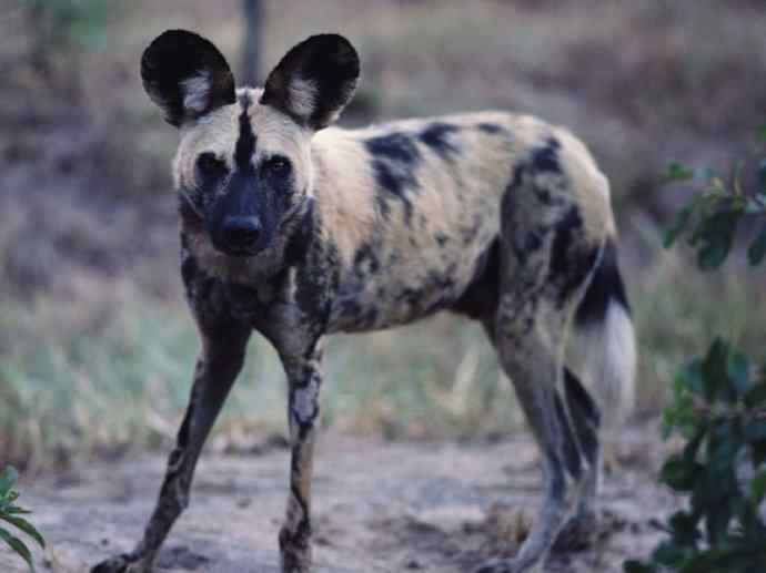 犬科：薮犬亚科非洲野犬属之非洲野犬