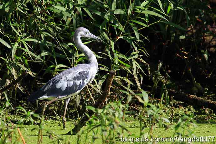 未成年的大蓝鹭