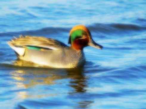 家禽驯化之源之十四