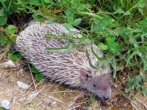 动物世界：山寨还是原创之三