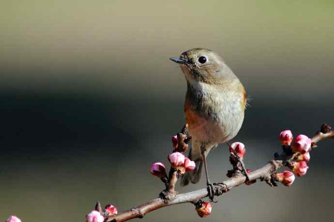 雌性红胁蓝尾鸲（42）