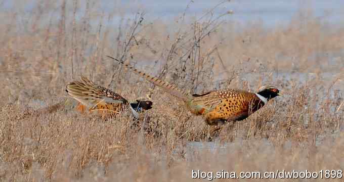 邂逅雉鸡群