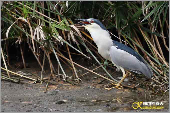 夜鹭的早餐【照片】
