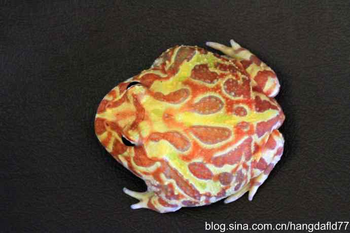 青蛙乎？蛤蟆乎？