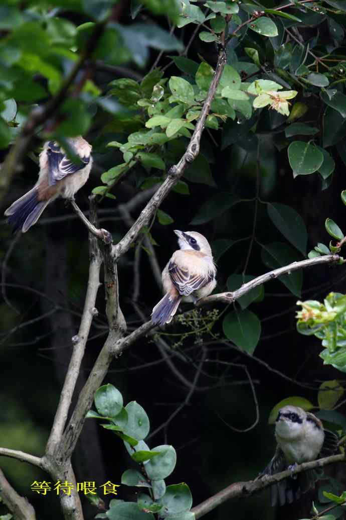 小伯劳成长记（3）亲鸟育儿篇