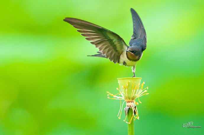 圆明园的小燕子