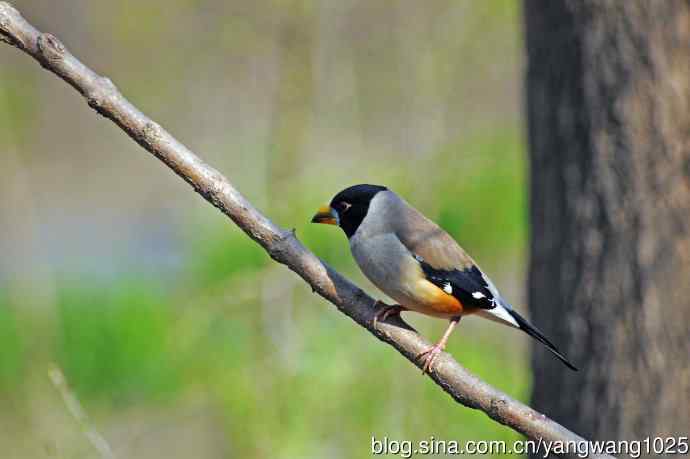 雄性黑尾蜡嘴雀（1）