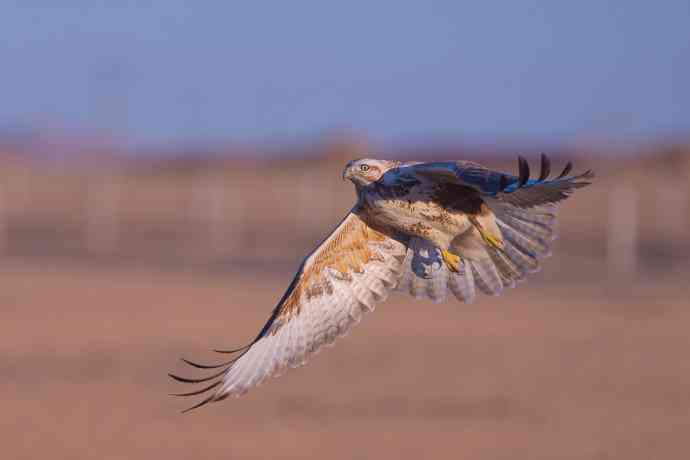 驹行千里追落日 wbr wbr醉美夕阳摄大雕