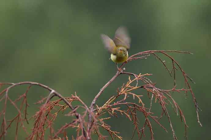 四川西昌鸟类摄影——蓝喉太阳鸟