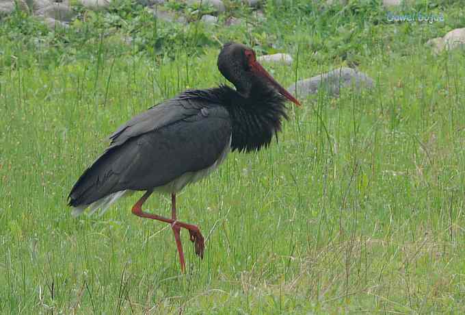 十渡的黑鹳和苍鹭