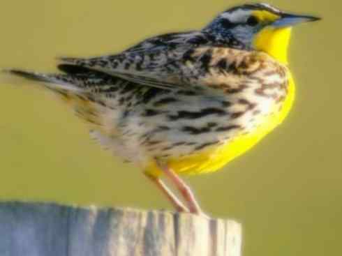 家禽驯化之源之三十二