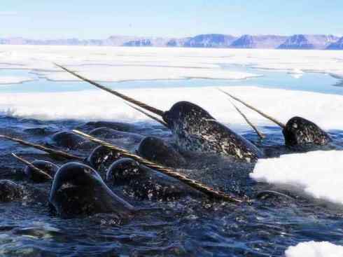 独角兽：传说的兽原型探秘（独角鲸）