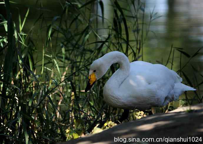 白天鹅.悠然自得(动物园)