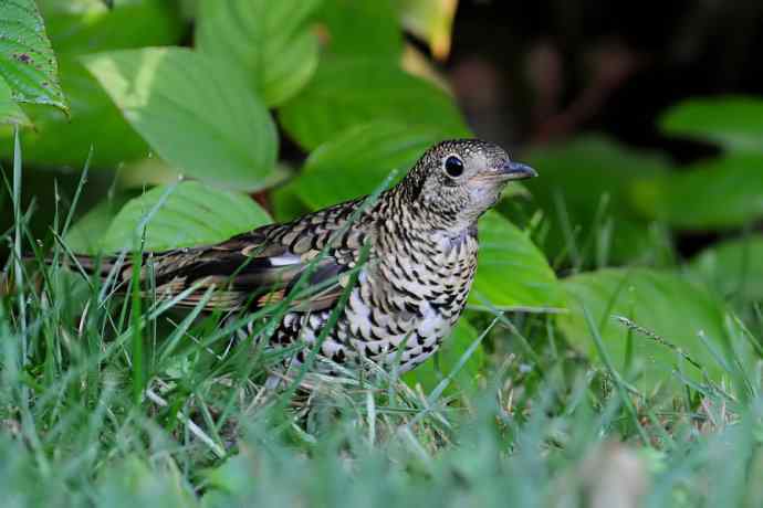 鸫鸟之最：虎斑地鸫