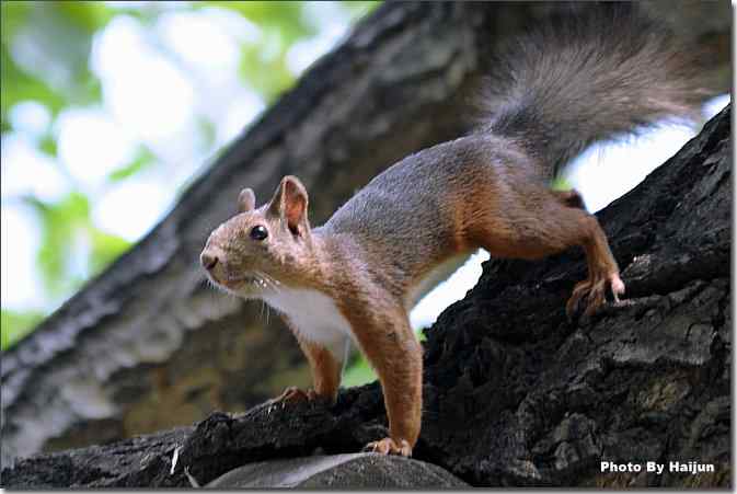 植物园de小松鼠