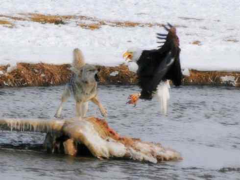 白头鸟系列:另类的美丽12 白头鸟系列:另类的美丽12