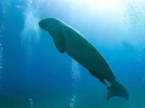 美人鱼：传说的兽原型探秘（儒艮）