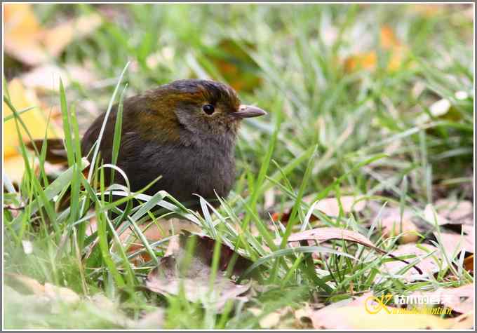 全球濒危的中国四川特有鸟鈥斺敾倚剞答獭菊掌