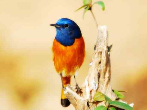 美丽无罪：雀鸟之红尾鸲