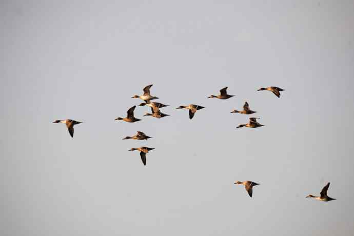 美丽的野鸭湖 美丽的野鸭湖