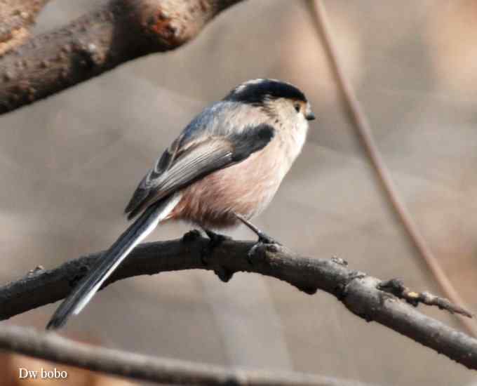 乖巧玲珑滴银喉长尾山雀