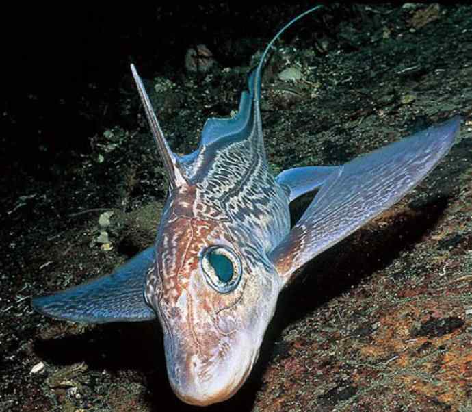 鱼类活化石：银鲛