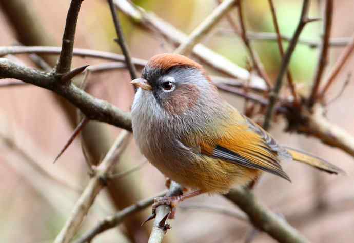 洋县两天观鸟，秦岭如此美妙！