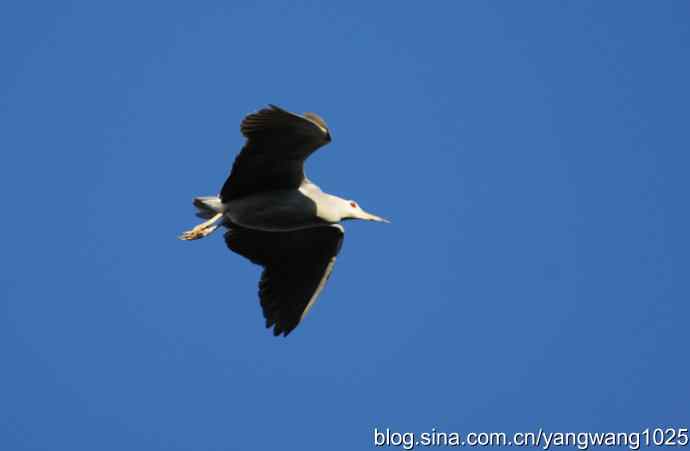 北京动物园的鸟类——飞（夜鹭）