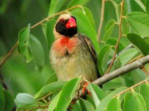 家禽驯化之源之二十四