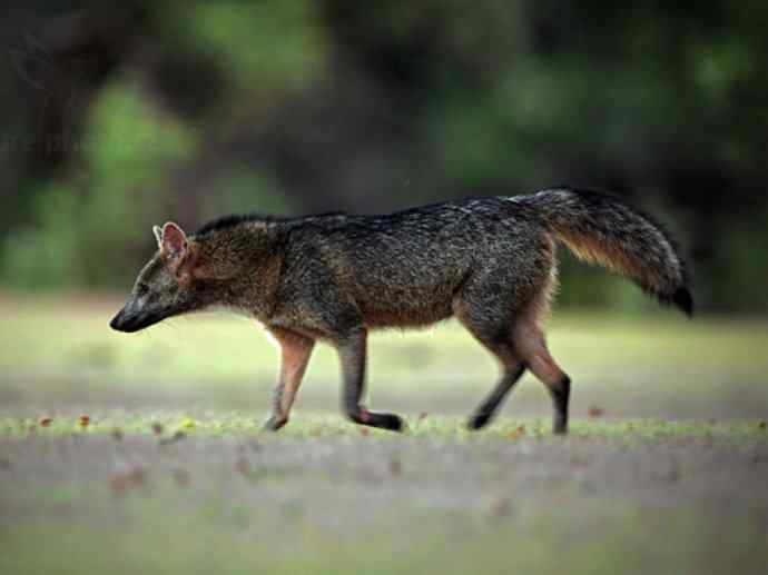 犬科：狐亚科食蟹狐属之食蟹狐