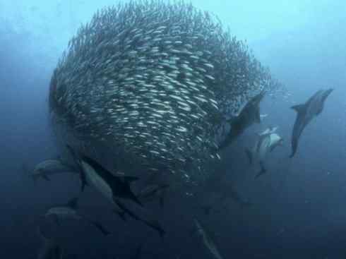 自然奇观:动物大迁徙(沙丁鱼) 自然奇观:动物大迁徙(沙丁鱼)