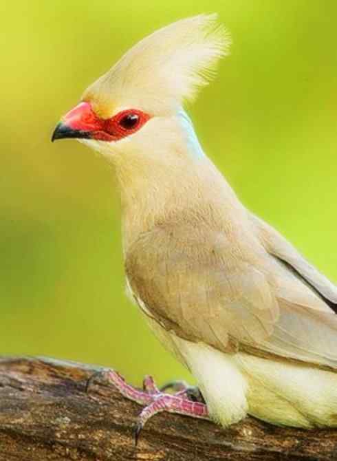 猎奇：长尾鸟雀之六