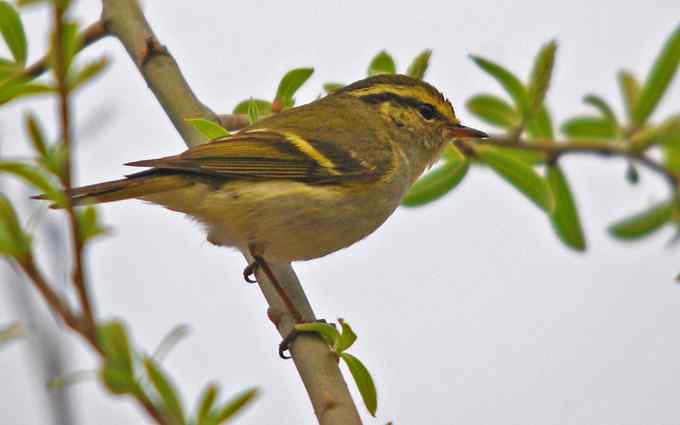 可爱好动的黄腰柳莺（组图）