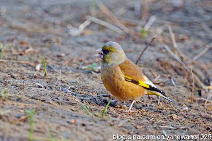金翅雀(4) 金翅雀(4)