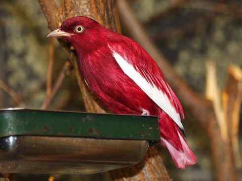 极品红色鸟类：深红紫伞鸟