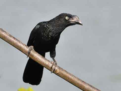 奇特的盔:大犀鹃 奇特的盔:大犀鹃