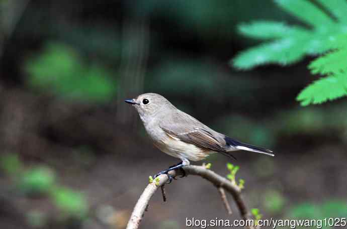 雌性白眉姬鹟（7）