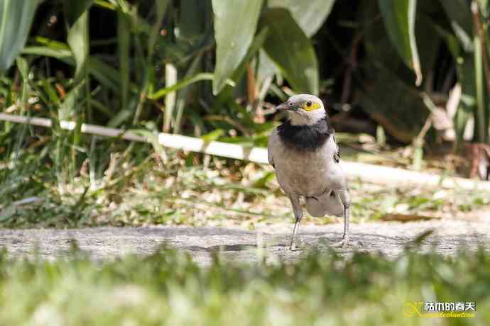 厦门的鈥湶四疋濃斺敽诹扉Ｄ