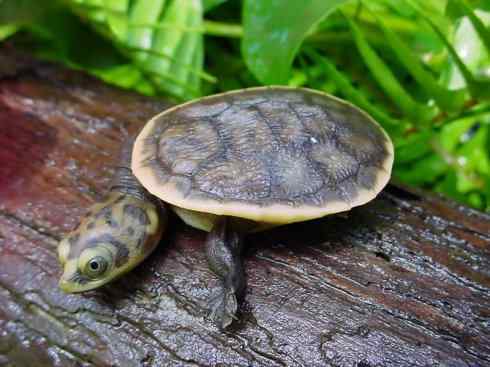 玄武：传说的兽原型探秘（澳洲长颈龟）