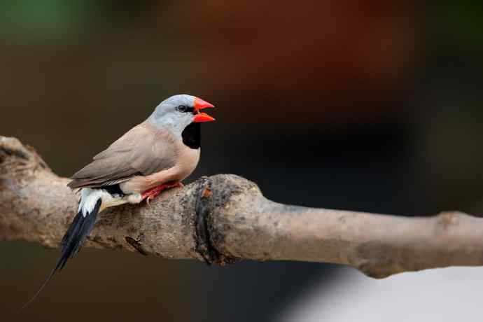 不要问我从哪里来 我的故乡在远方