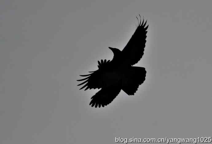 剪纸(空中的战斗) 剪纸(空中的战斗)