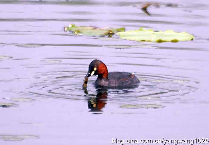 早餐 wbr鈥斺斝t捕鱼纪实 早餐 wbr鈥斺斝t捕鱼纪实