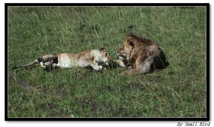 雄狮和母狮谁当家?