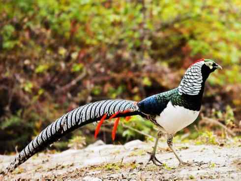 凤凰：传说中的鸟原型探秘（锦鸡）