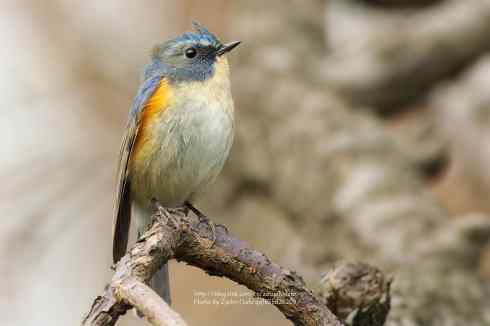 红胁蓝尾 红胁蓝尾