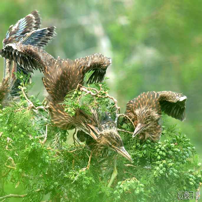 小白鹭与小夜鹭