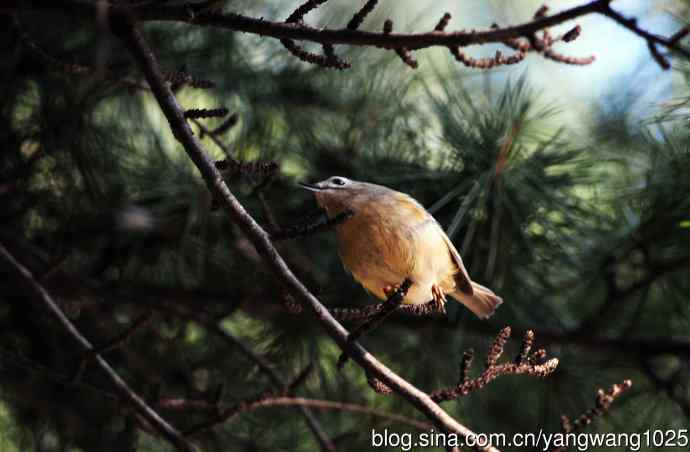 北京万源路小花园的鸟类——戴菊鸟（1）