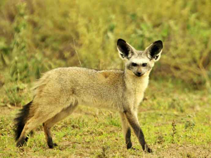 犬科：狐亚科之大耳狐