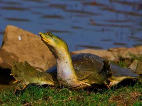 玄武：传说的兽原型探秘（鳖）